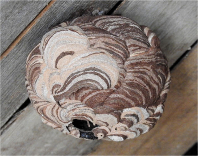 マーブル柄の巣