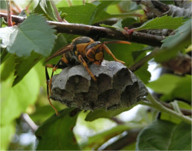 シャワーヘッドの様な形の巣