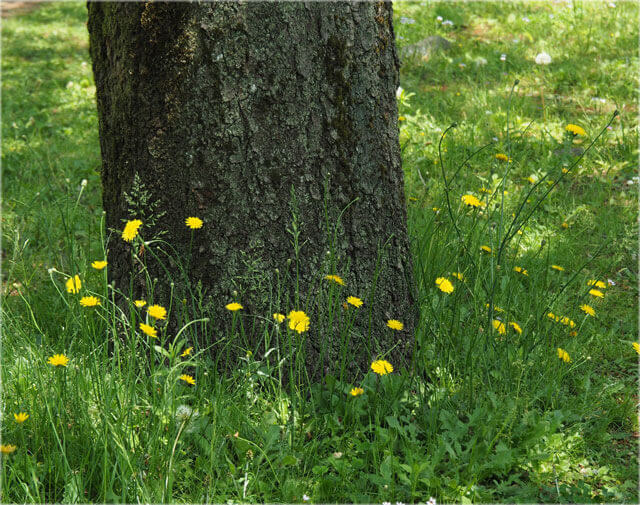 大きな蜂を何匹も発見